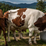 animals-drinking-water