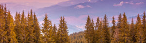 clean-forest