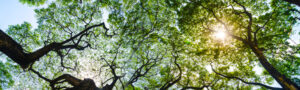 forest-clean