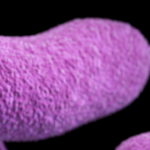 ecoli bacteria at microscope