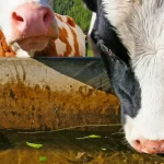 2 cows drinking dirty water