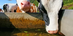 2 cows drinking dirty water