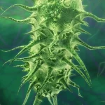 Coliform Bacteria in Drinking Water