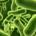 Legionella-bacteria
