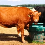 brown and black cows drinking water