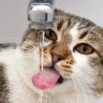 cat drinking tap water