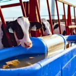 cow drinking dirty water