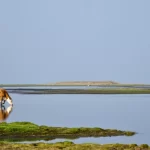 cow drinking lake water
