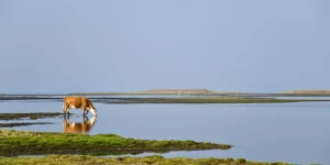 cow drinking lake water