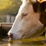 cow drinking water at sunrise