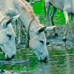 donkeys drinking water