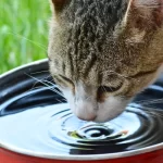 drinking water cat