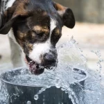 drinking water dog