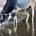 gray cow drinking water