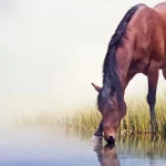horse drinking water