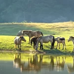 horses drinking water