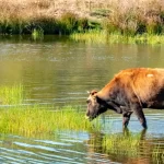 one brown cow in water