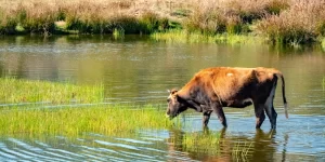 one brown cow in water