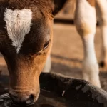 one cow dinking water