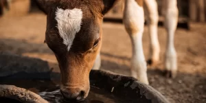 one cow dinking water