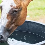one horse drinking water