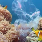 2 fish swimming with plastic bag