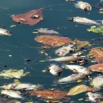 dead fish because pollution 3