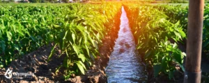 field irigation