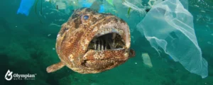 fish eating plastic