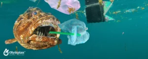 fish pollution
