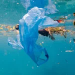 fish pollution with plastic