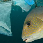 fish swimming with plasstic