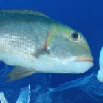 fish swimming with plasstic 2
