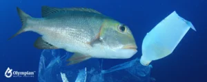 fish swimming with plasstic 2