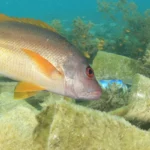 fish swimming with plasstic 3