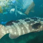 fish swimming with plasstic 4