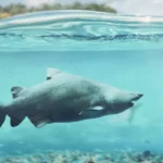 fish swimming with plasstic 5