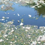 plastic pollution on river 5