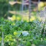 spray water in garden