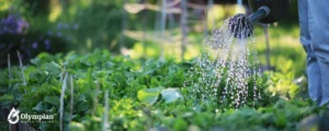 spray water in garden