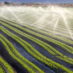 spraying water on field 19