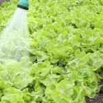 spraying water over salads