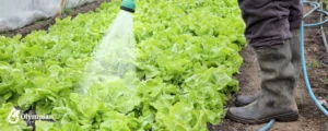 spraying water over salads