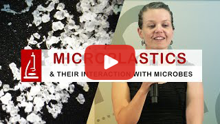microplastics and interaction with microbes