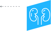 a blue square with white outline of a kidney