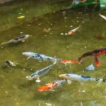 My outdoor fish pond water has a yellow tint