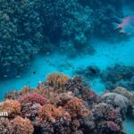 Vibrant coral reef ecosystem. Fish swim in clear water. Mercury in waterways impacts aquatic life.