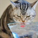 Cat drinking alkaline water from a glass. Hydrated pet enjoying fresh, clean water.
