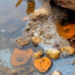 Rusty water with iron bacteria. Is rusty water dangerous? Water testing for iron and bacteria.