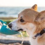 Dog drinking alkaline water from a portable water bottle. Hydrating a pet with clean water.